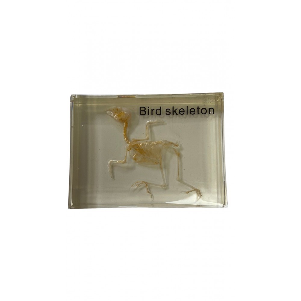 SQUELETTE DE L'OISEAU