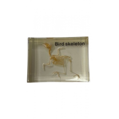 SQUELETTE DE L'OISEAU