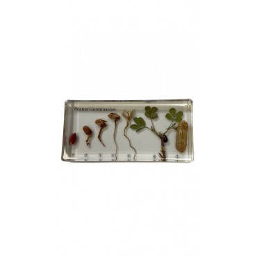 GERMINATION DE L'ARACHIDE