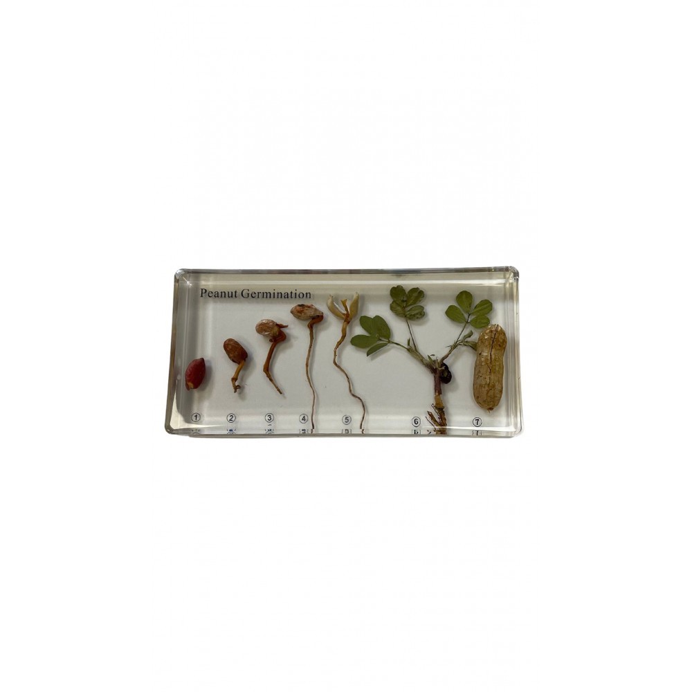 GERMINATION DE L'ARACHIDE