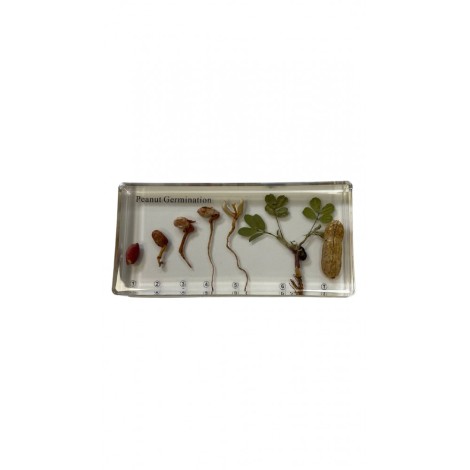 GERMINATION DE L'ARACHIDE