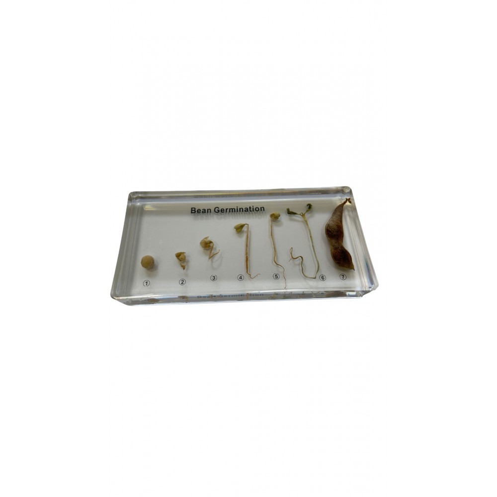 GERMINATION DU HARICOT