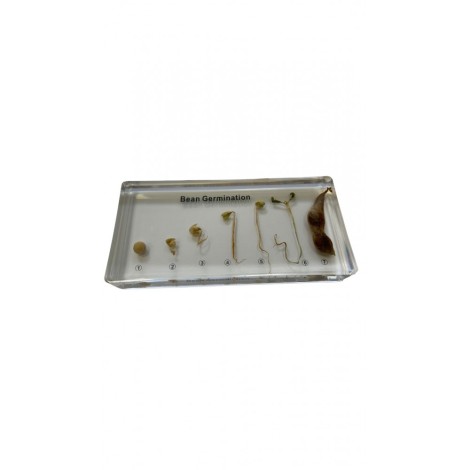 GERMINATION DU HARICOT