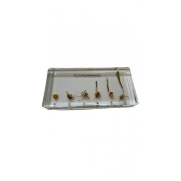 GERMINATION DU MAÏS