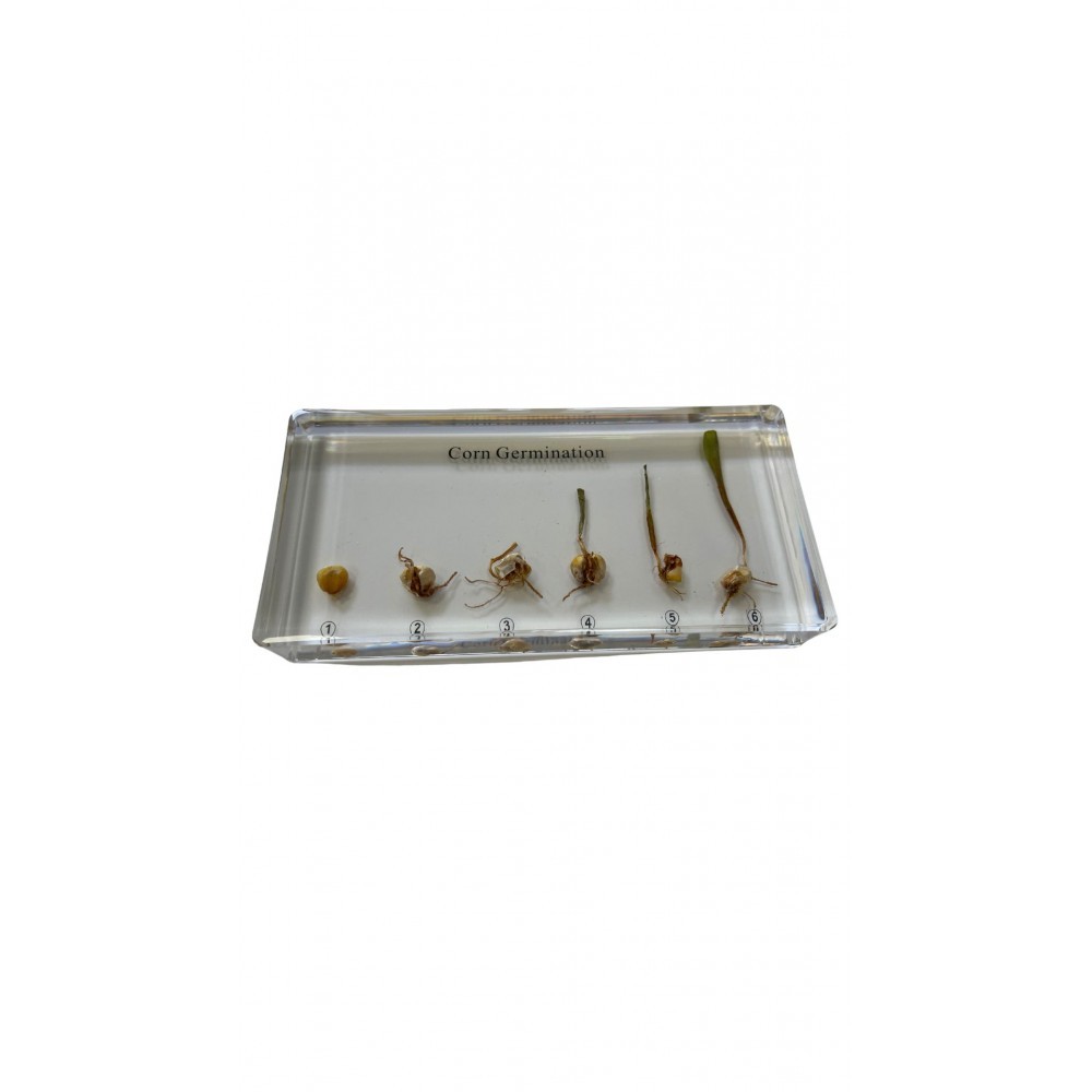 GERMINATION DU MAÏS