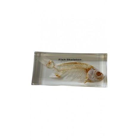 SQUELETTE DU POISSON