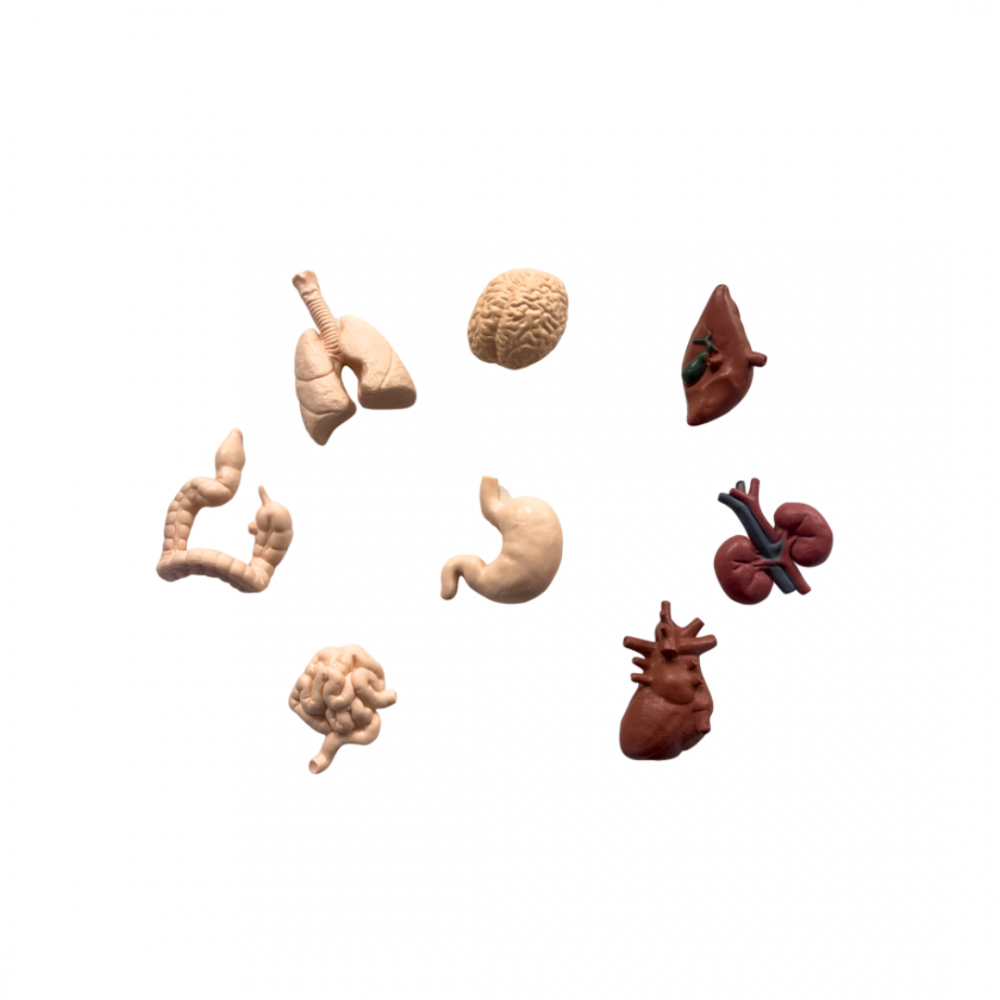 MINIATURES - LES ORGANES