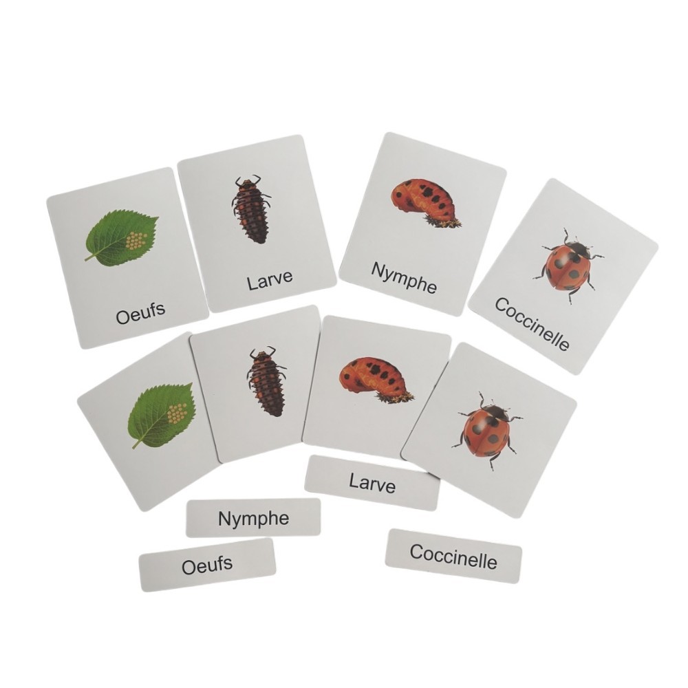 CARTE DE NOMENCLATURE en Français -  CYCLE DE VIE D'UNE COCCINELLE