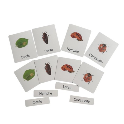 CARTE DE NOMENCLATURE en Français -  CYCLE DE VIE D'UNE COCCINELLE