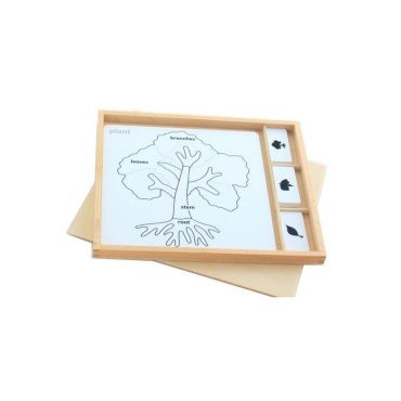 ENSEMBLE DE CARTES POUR CABINET DE BOTANIQUE
