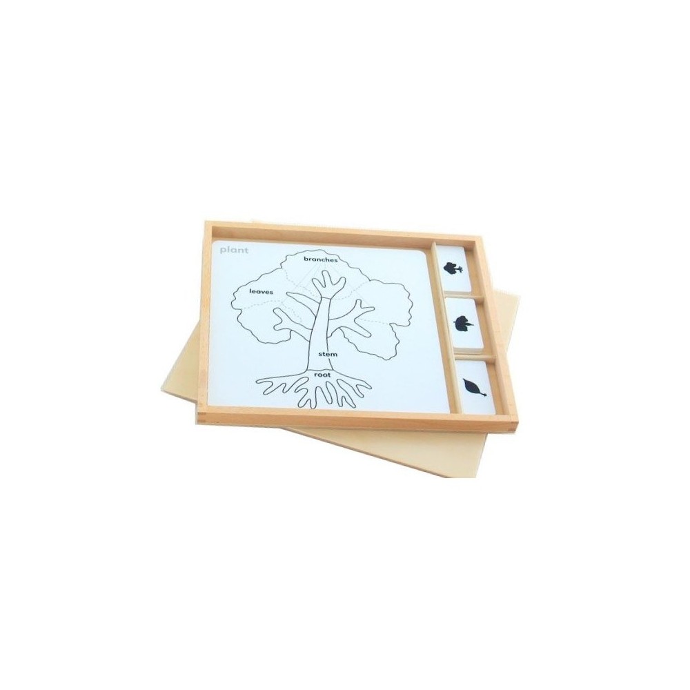 ENSEMBLE DE CARTES POUR CABINET DE BOTANIQUE