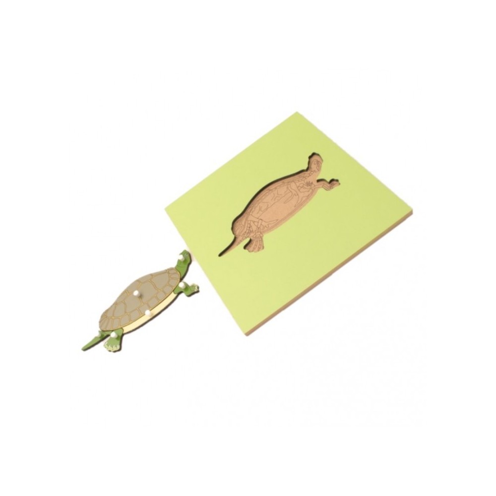 PUZZLE SQUELETTE DE LA TORTUE