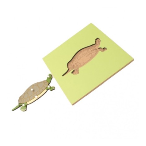 PUZZLE SQUELETTE DE LA TORTUE