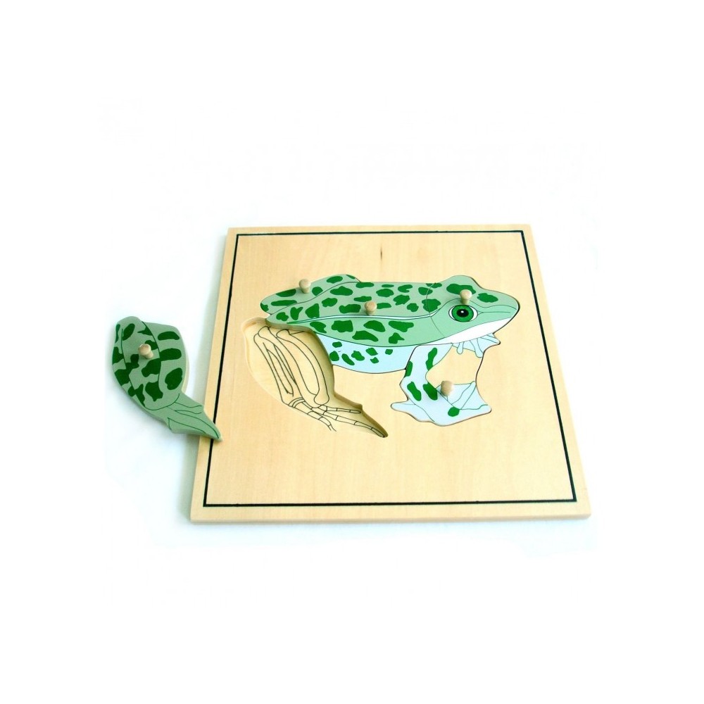 PUZZLE SQUELETTE DE LA GRENOUILLE