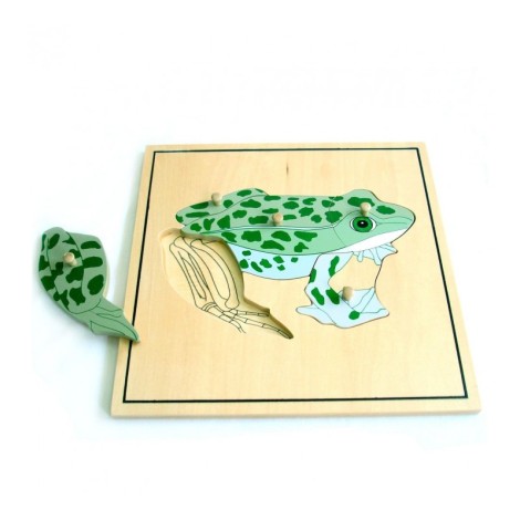 PUZZLE SQUELETTE DE LA GRENOUILLE