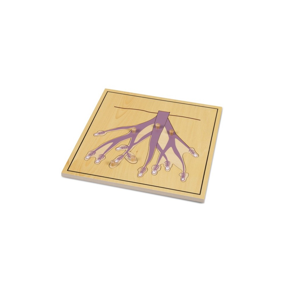 PUZZLE DE LA RACINE