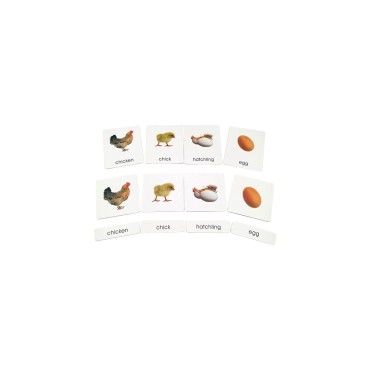 CARTES DE NOMENCLATURE EN FRANÇAIS - CYCLE DE VIE DU POULET