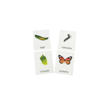 CARTES DE NOMENCLATURE EN FRANÇAIS - CYCLE DE VIE DU PAPILLON
