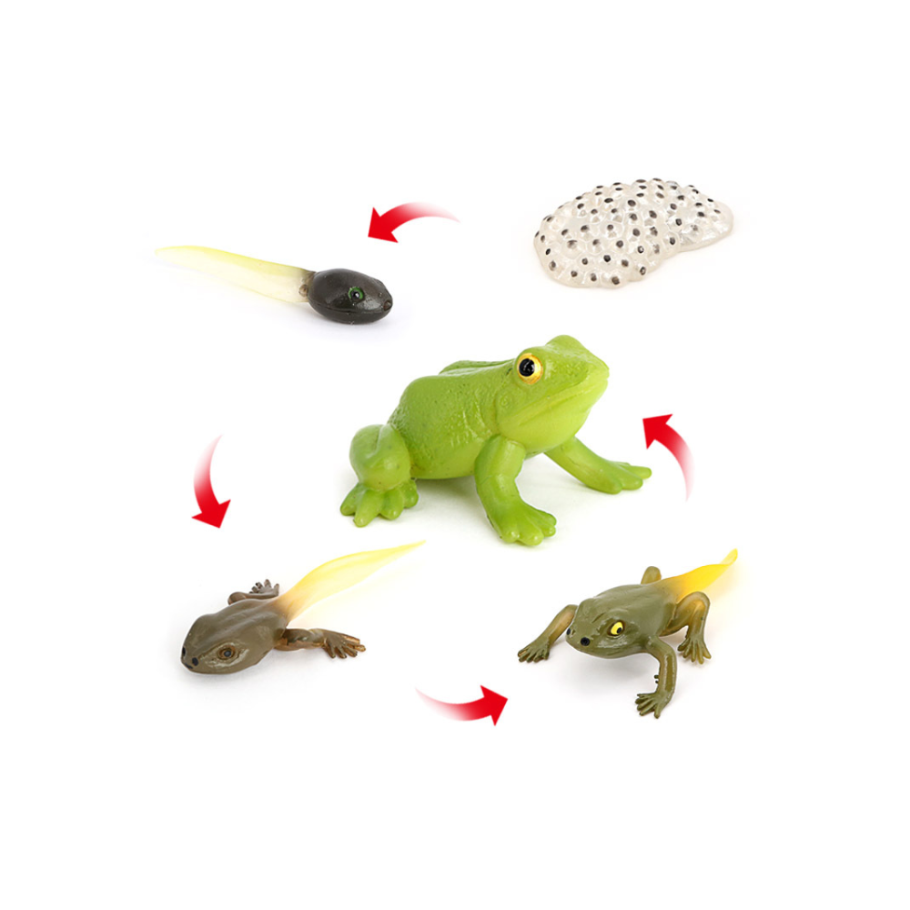 CYCLE DE VIE D'UNE GRENOUILLE