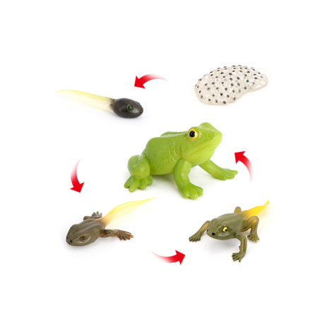 CYCLE DE VIE D'UNE GRENOUILLE