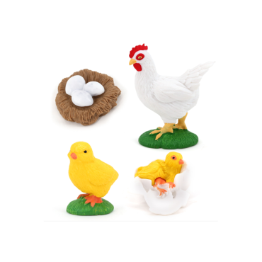 CYCLE DE VIE D'UN POULET