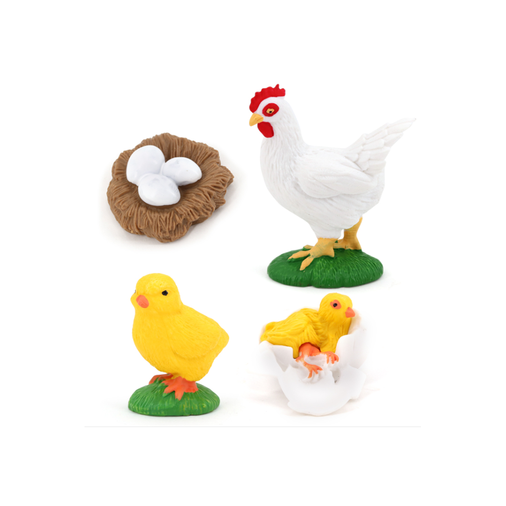 CYCLE DE VIE D'UN POULET