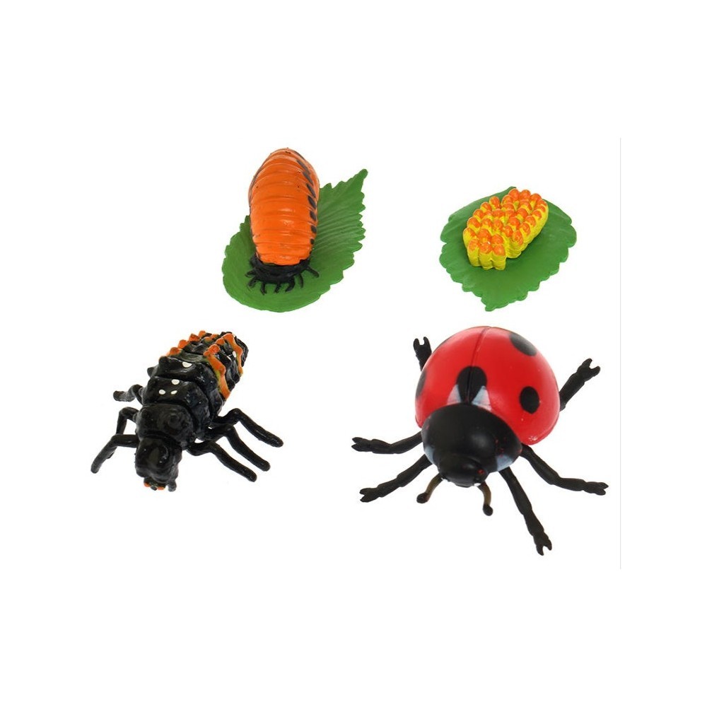 CYCLE DE VIE D'UNE COCCINELLE