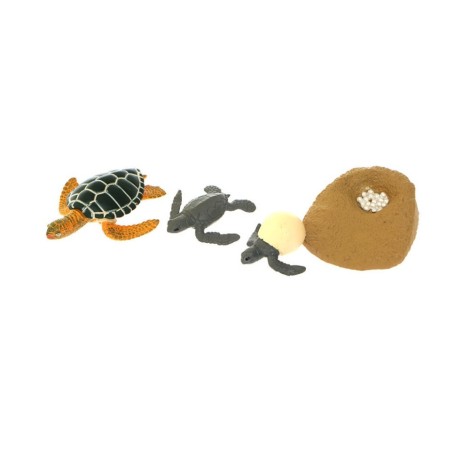 CYCLE DE VIE D'UNE TORTUE DE MER